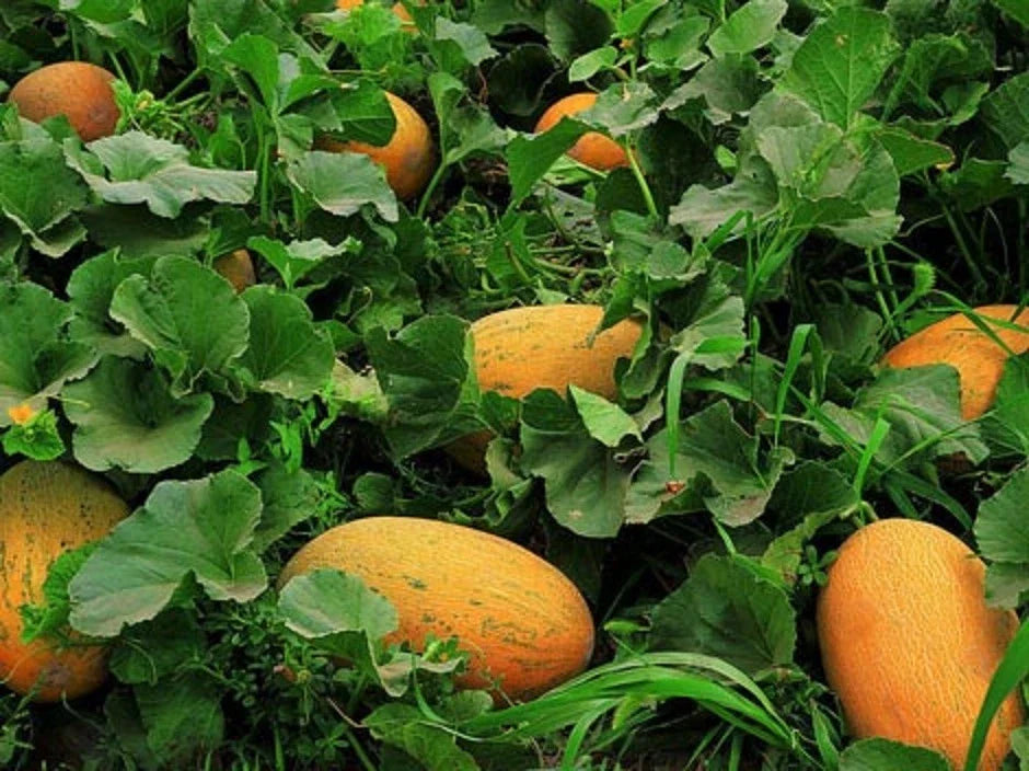 Chinese Hami Melon Seeds - Large Sweet & Crunchy 20 Seeds (哈密瓜)
