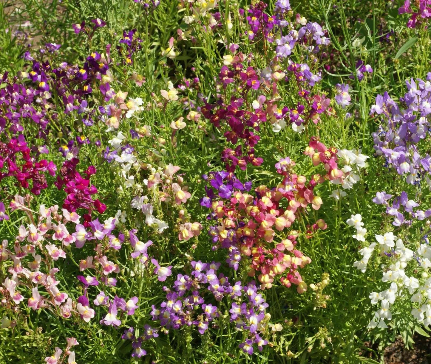 Snapdragon Seeds - Fairy Bouquet Mix Dwarf 5000 Seeds Linaria marroccana - Colorful Annual Flower Mix for Gardens