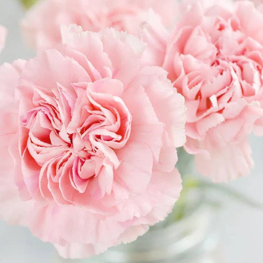 La France Carnation Seeds - Non-GMO Flower Seeds for Planting - Dianthus caryophyllus - Seed Store 1252