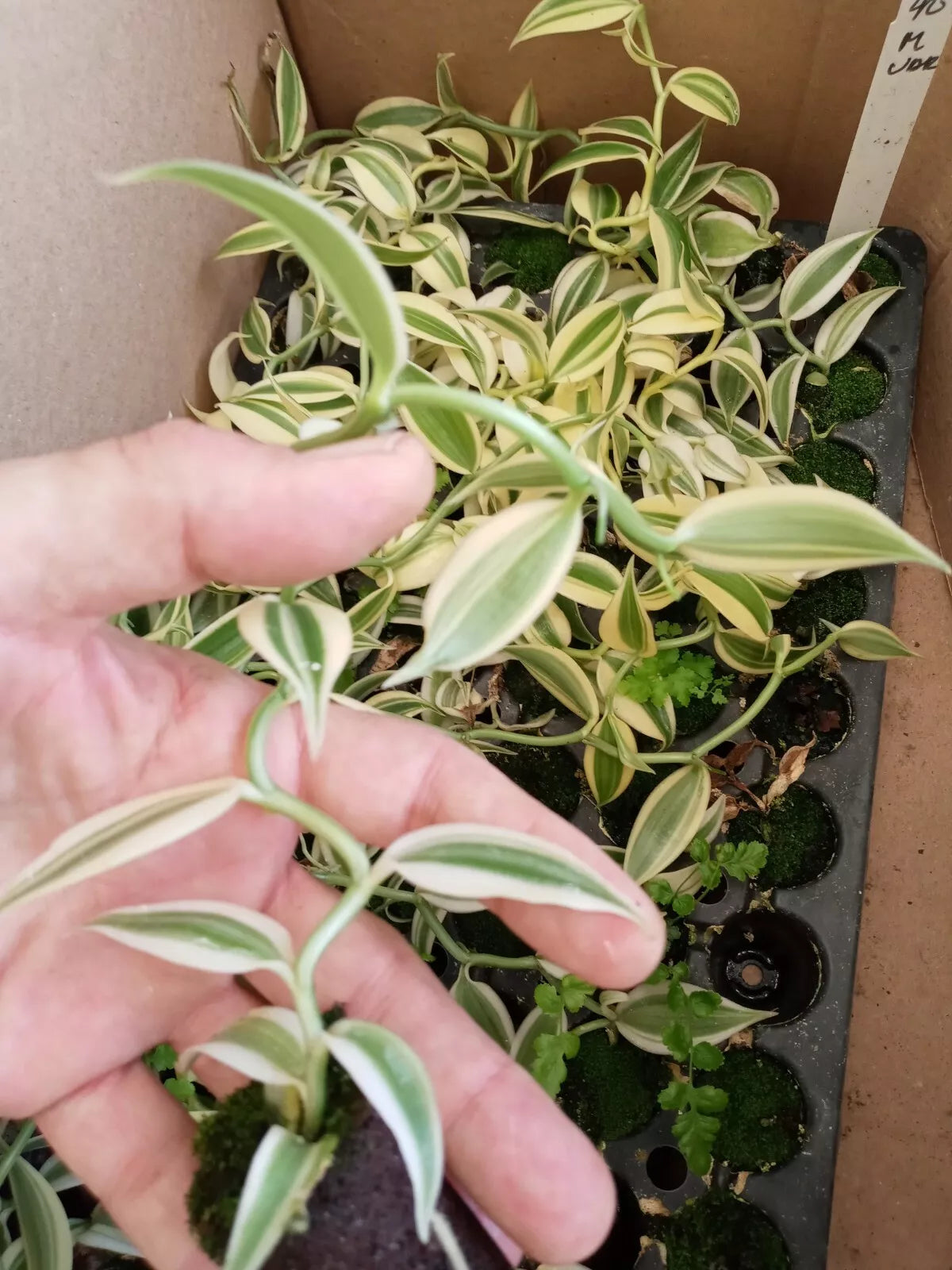 Vanilla Plant Starter - Variegated Live Vine - Vanilla Planifolia - Rare Edible Houseplant - 3-5 Inches - Pesticide Free