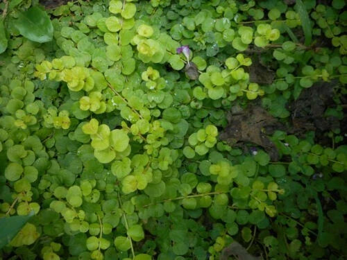 Creeping Jenny Live Starter Plant - 15 Bare Root Ground Cover, Excellent for Gardens (Lysimachia nummularia)