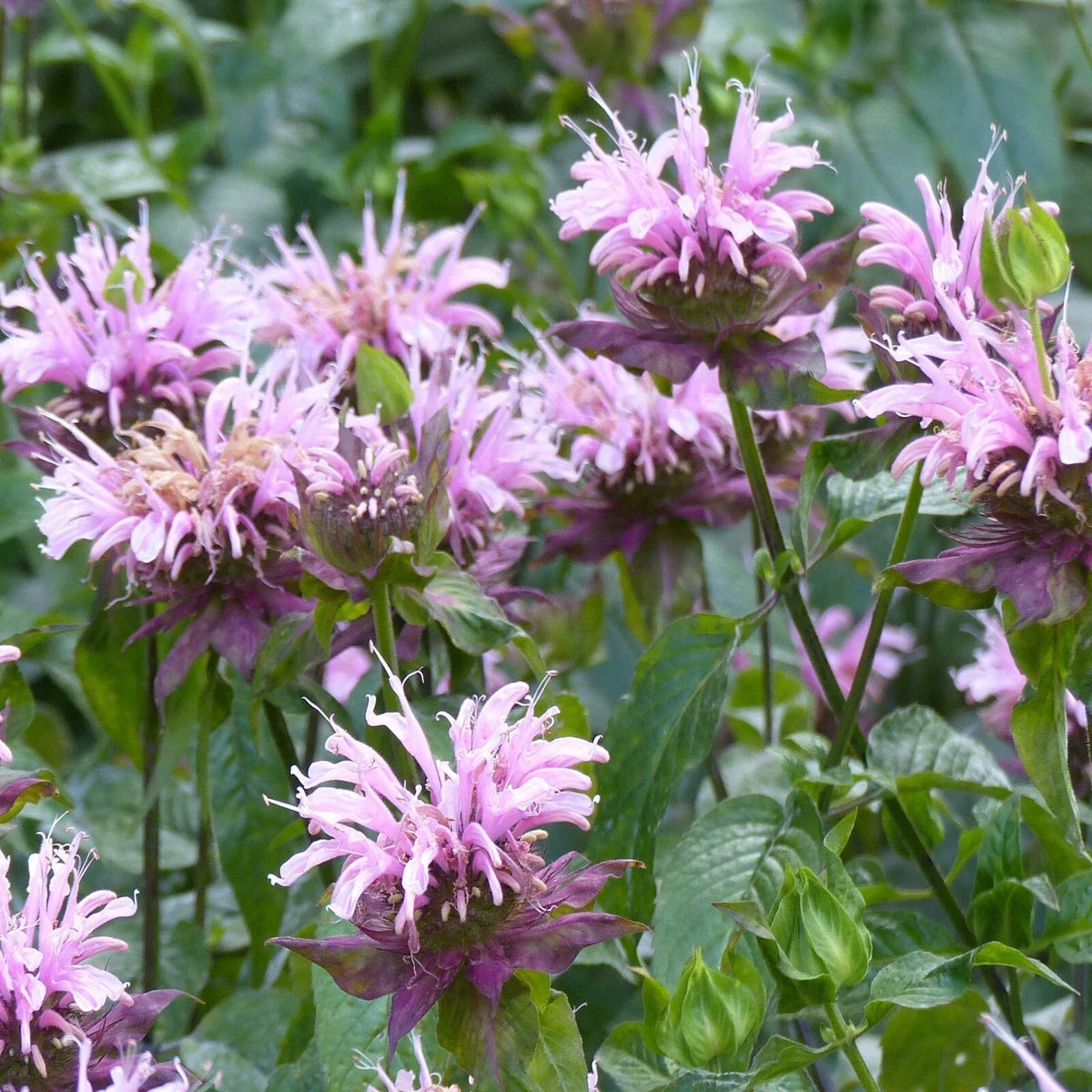 Wild Bergamot Seeds, Monarda, Bee Balm, Attracts Butterflies & Bees, Pollinator-Friendly, Non-GMO