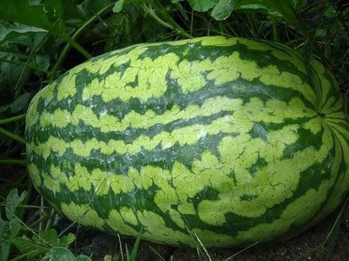 Carolina Cross Watermelon Seeds - 25 Non-GMO Heirloom Seeds for Home Gardening - Citrullus lanatus