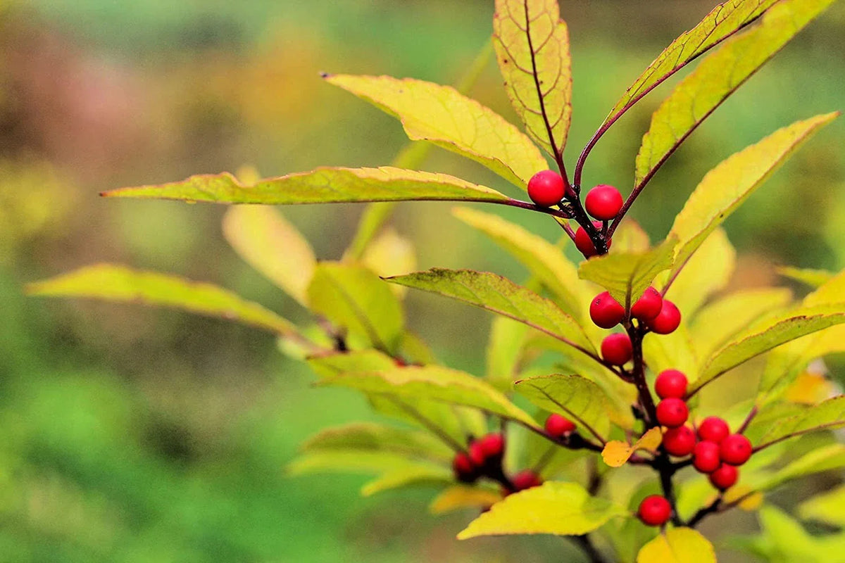 Red Huckleberry Seeds 30 Count for Planting Vaccinium parvifolium – Hardy Fruit Seeds for Garden and Landscape