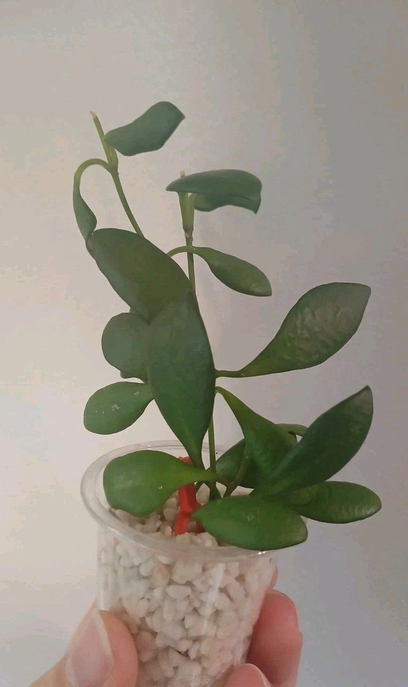 Hoya Heuschkeliana Cutting | Live Plant | Tropical Houseplant | Easy Care Indoor Plant