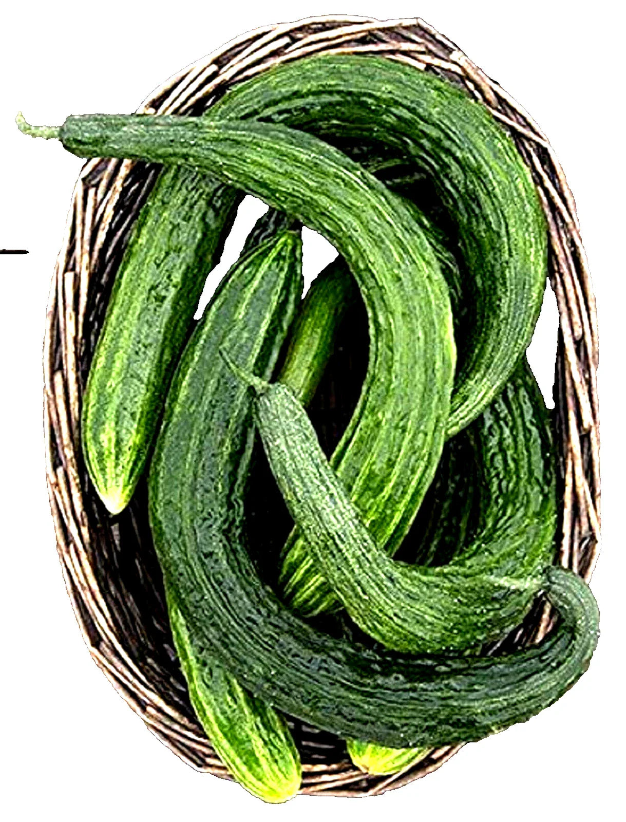 Suyo Long Cucumber Seeds - 25 Non-GMO Seeds - Burpless Variety - Cucumis sativus
