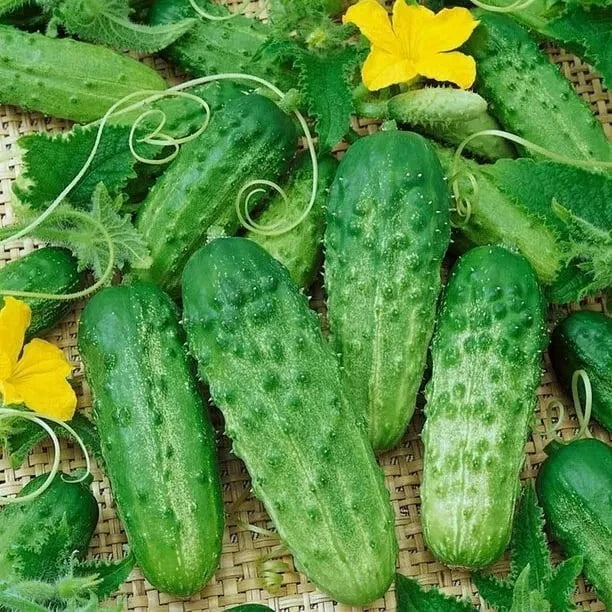 Parisian Gherkin Cucumber Seeds - 120+ Fresh Seeds - 2015 AAS Regional Winner - Cucumis sativus