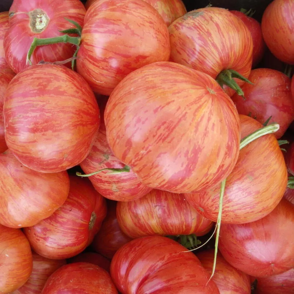 Vintage Wine Tomato Seeds, 30 Count, Non-GMO, Heirloom Variety, Solanum lycopersicum
