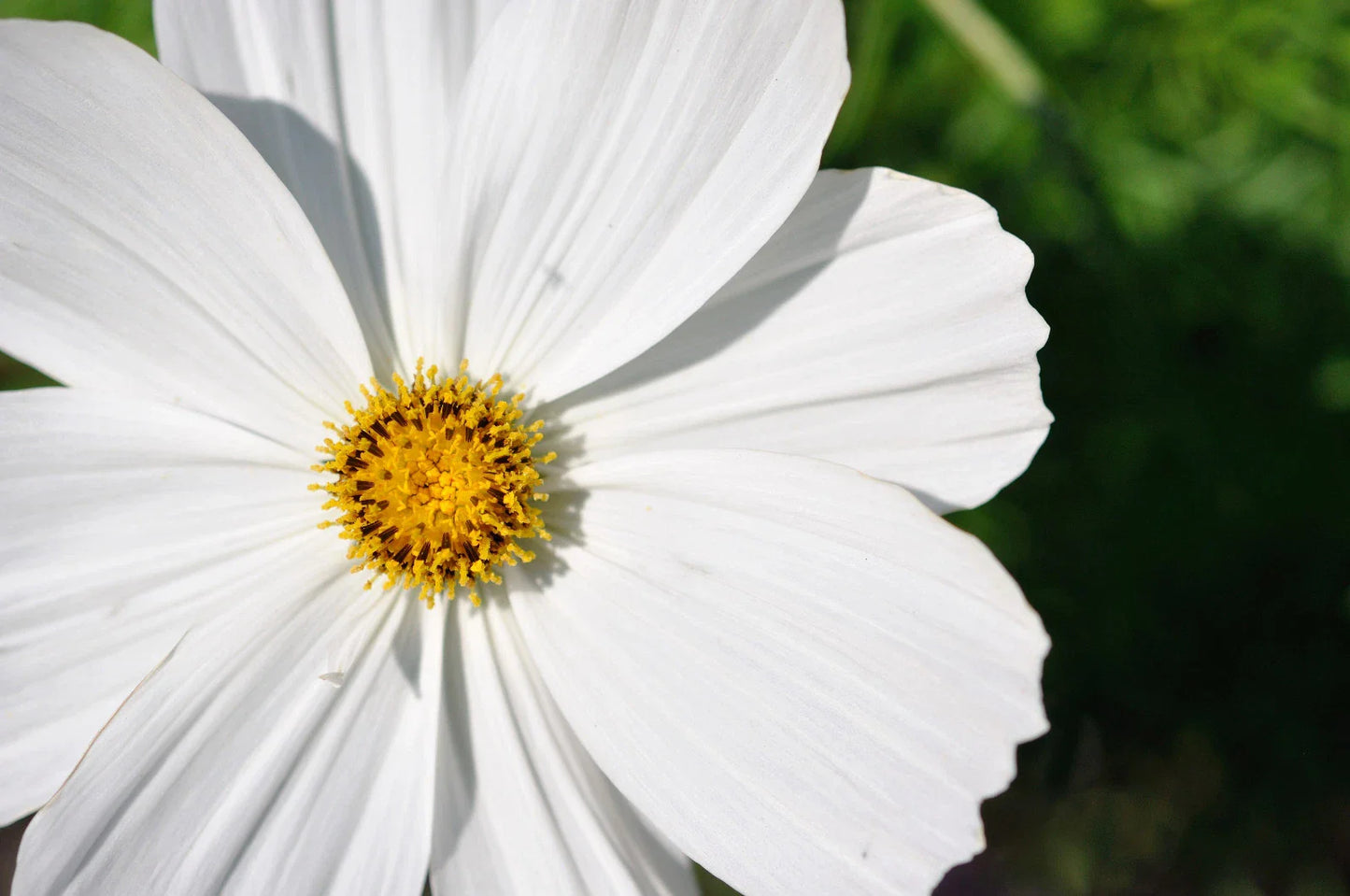 Cosmos Seeds - 210 Count - White Psycho Annual Flower - Cosmos bipinnatus - Ships Free