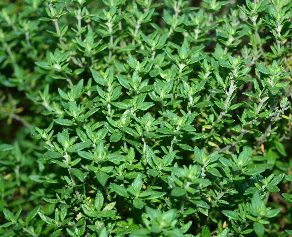 Thyme Herb Seed Pack - 750+ Fresh Seeds - Culinary Herb for Cooking (Thymus vulgaris)