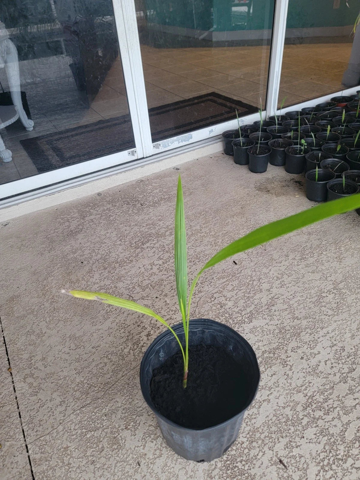 Cuban Royal Palm Tree Live Plant 22 in | Bare Root Roystonea regia | Tropical Indoor/Outdoor Palm
