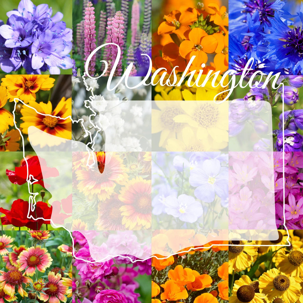 Wildflower Seed Mix 1/4 Pound Bulk Washington Western 800 sq ft Coverage - Native Wildflowers, Eco-Friendly Gardening