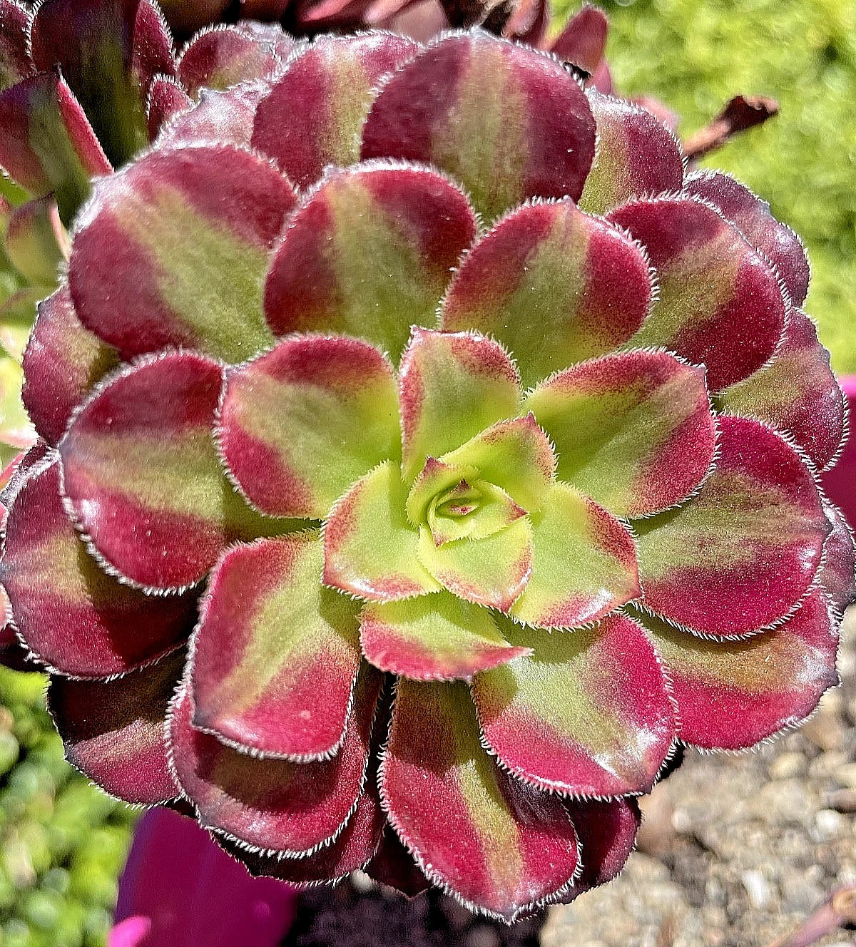 Rare Aeonium Mardi Gras Succulent Cutting 3-4" Variegated Live Plant - Unrooted, Unique Colorful Variety