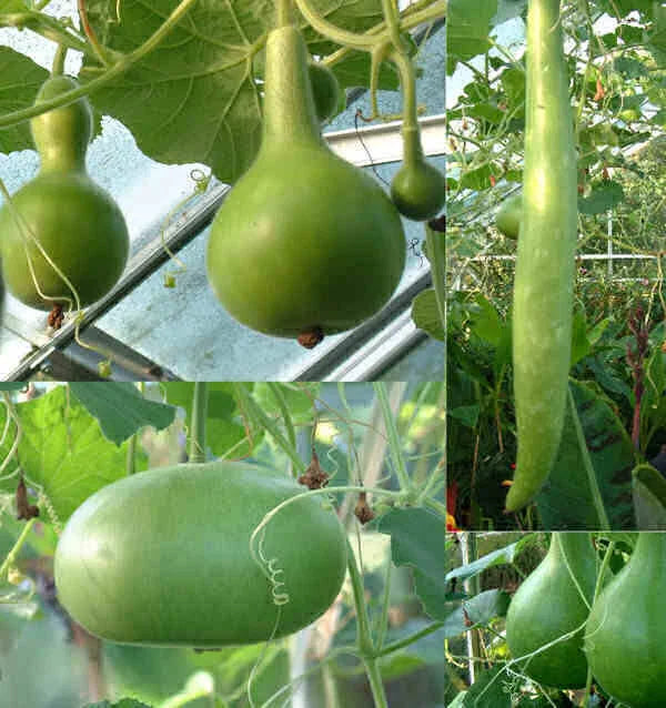 Large Mixed Gourd Seeds - Fresh Variety for Planting - Cucurbita Pepo