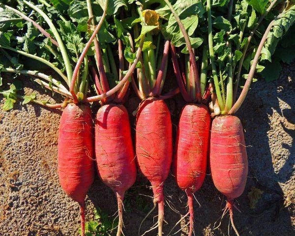China Rose Radish Seeds - 200+ Organic Non-GMO Heirloom Seeds for Garden Planting - Raphanus sativus