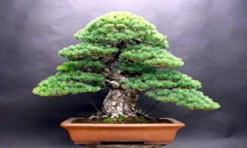 White Spruce Bonsai Seeds - 20+ Premium Seeds - Picea glauca - Ideal for Bonsai Cultivation and Garden Projects
