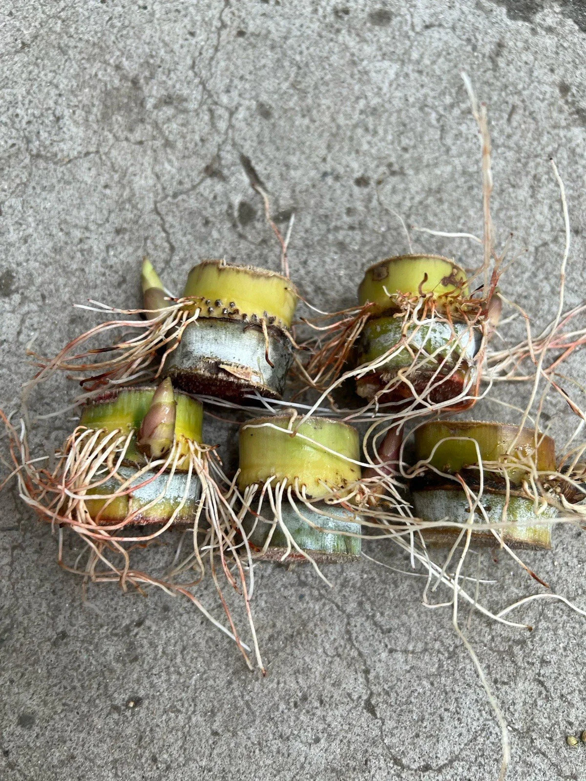 Rooted Sugarcane Cuttings - 5pcs Sweet Juicy Ready to Plant - Saccharum officinarum
