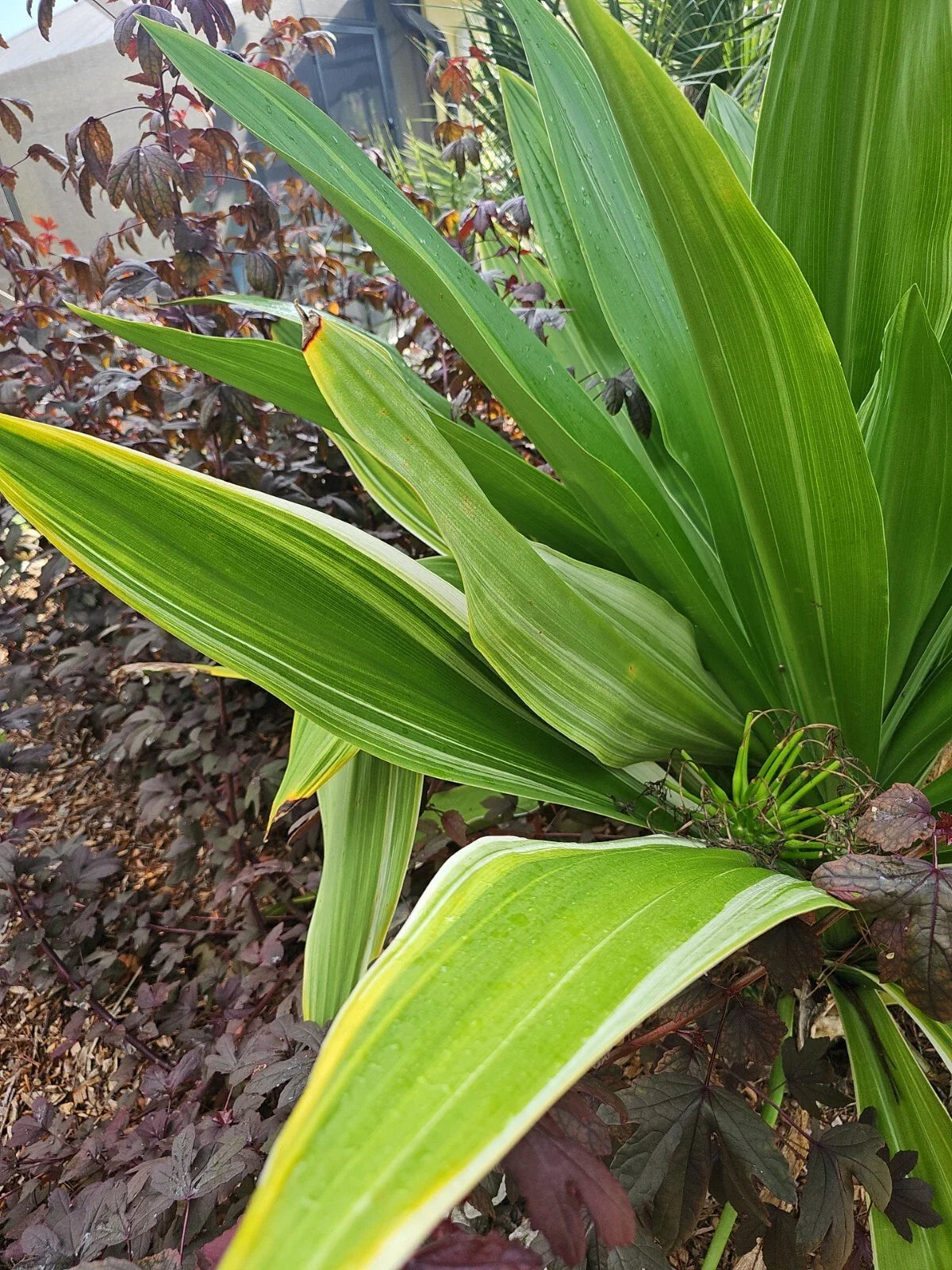 Crinum Lily Bulbs, 10 Count, Giant White Spider Lily, Variegated, C. Asiaticum