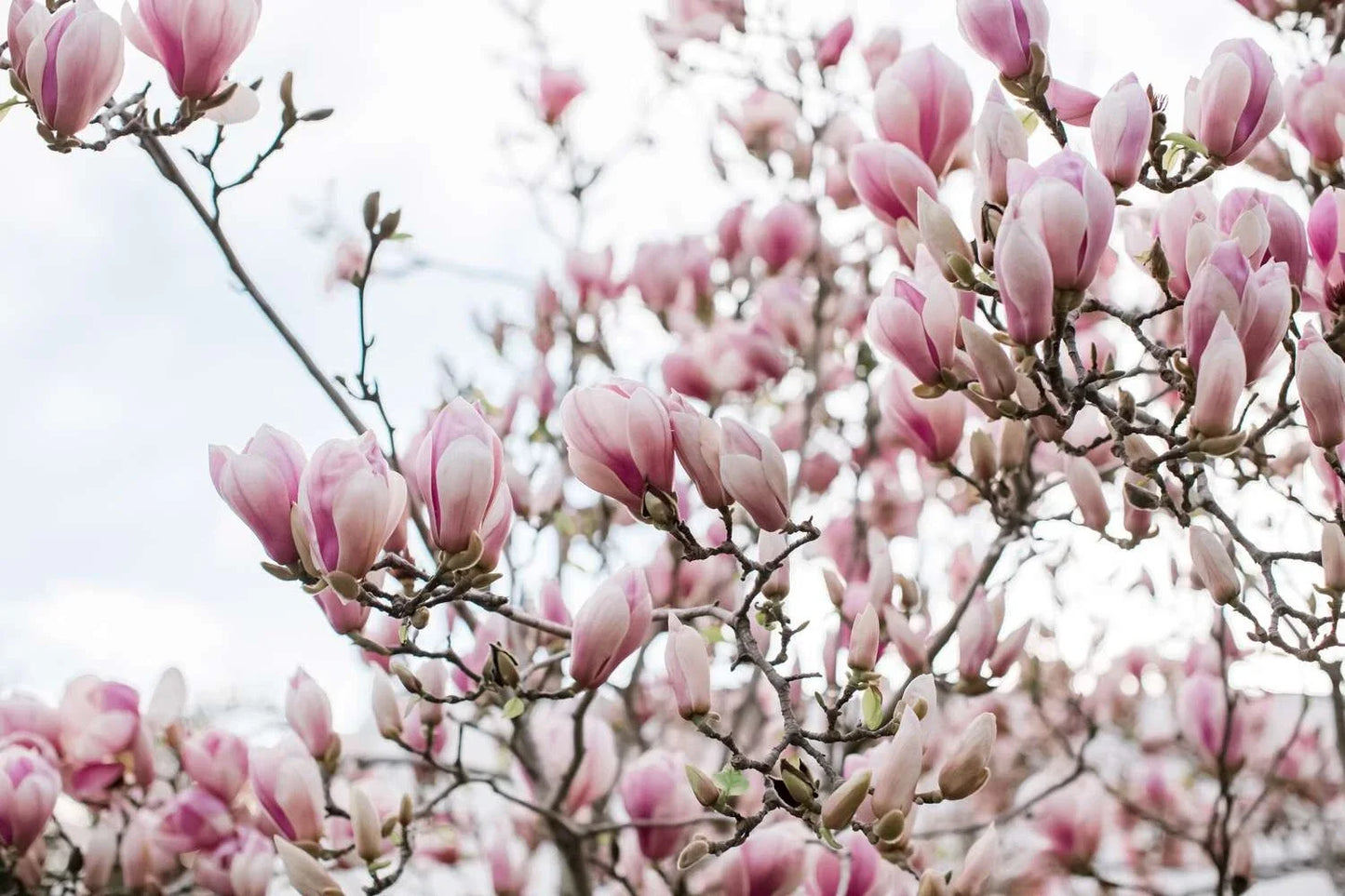 10 Fresh Unrooted Cuttings of Saucer Pink Magnolia (Magnolia x soulangeana)