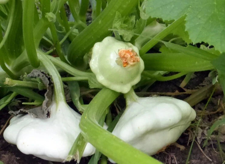 Early Scallop White Bush Patty Pan Summer Squash Seeds - 20 Heirloom Seeds, Cucurbita pepo, Free Shipping