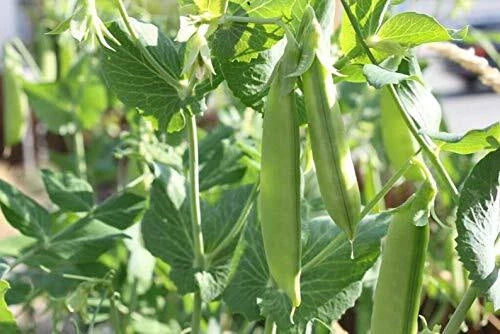 Sugar Pod Snow Peas Seeds | 50 Count | Edible Garden Vegetable Seeds for Planting | Pisum sativum