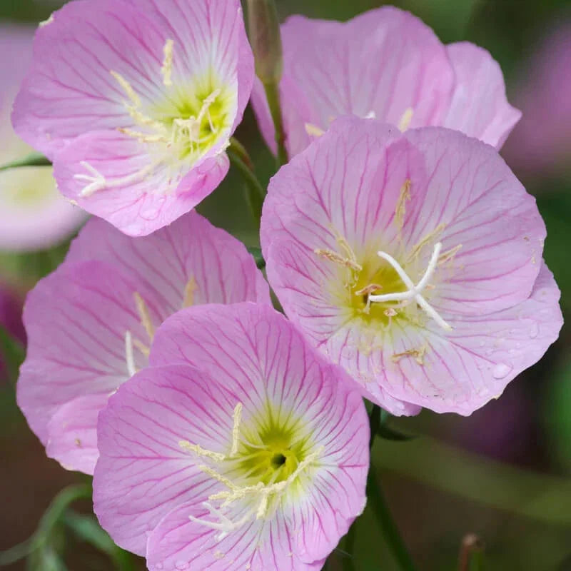 Showy Evening Primrose Seeds | 500-10,000 Non-GMO Seeds | Oenothera speciosa | Free Shipping