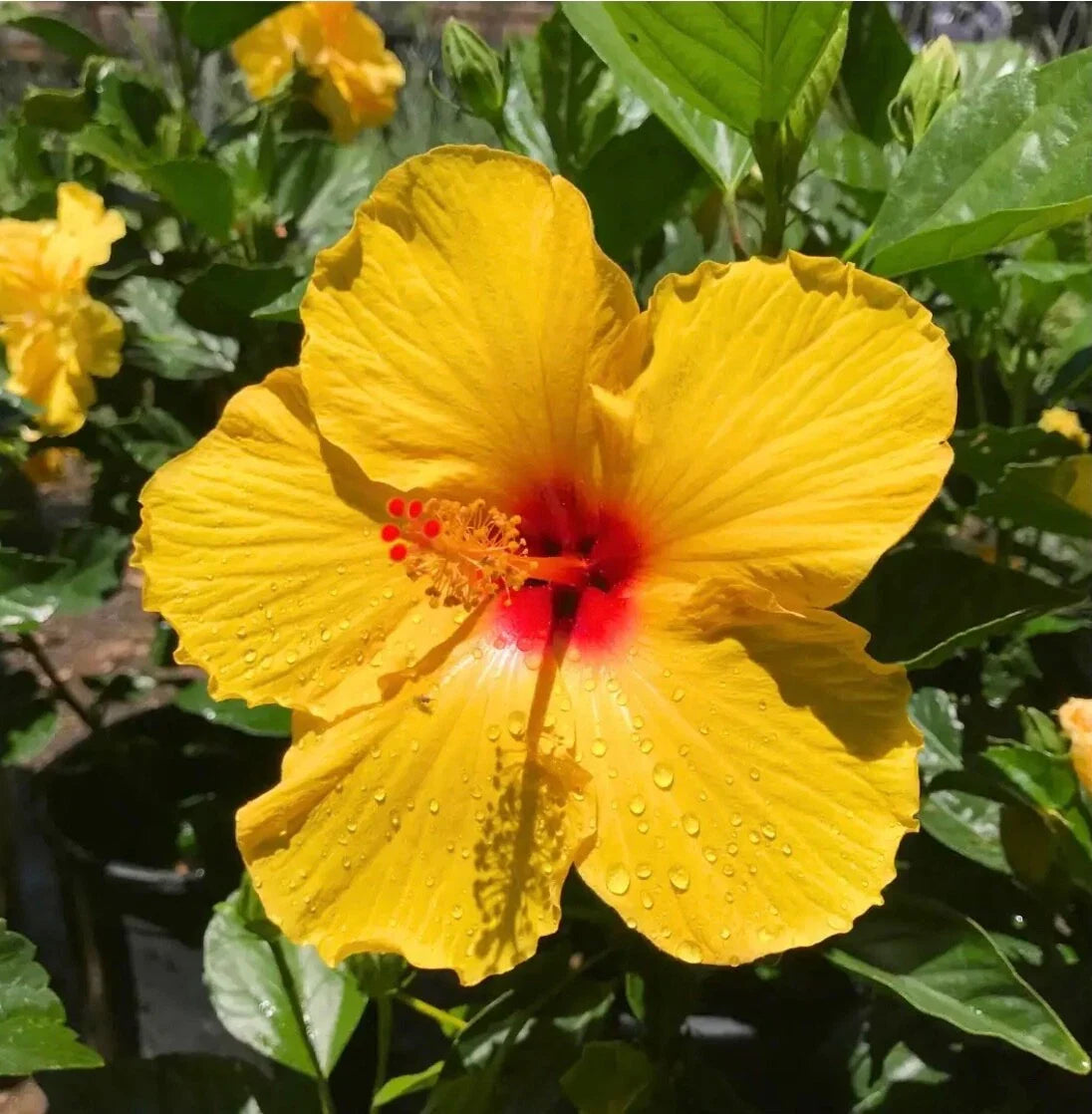 Yellow Hibiscus Cuttings for Rooting/Grafting - Starter 4 Pack - Hibiscus rosa-sinensis