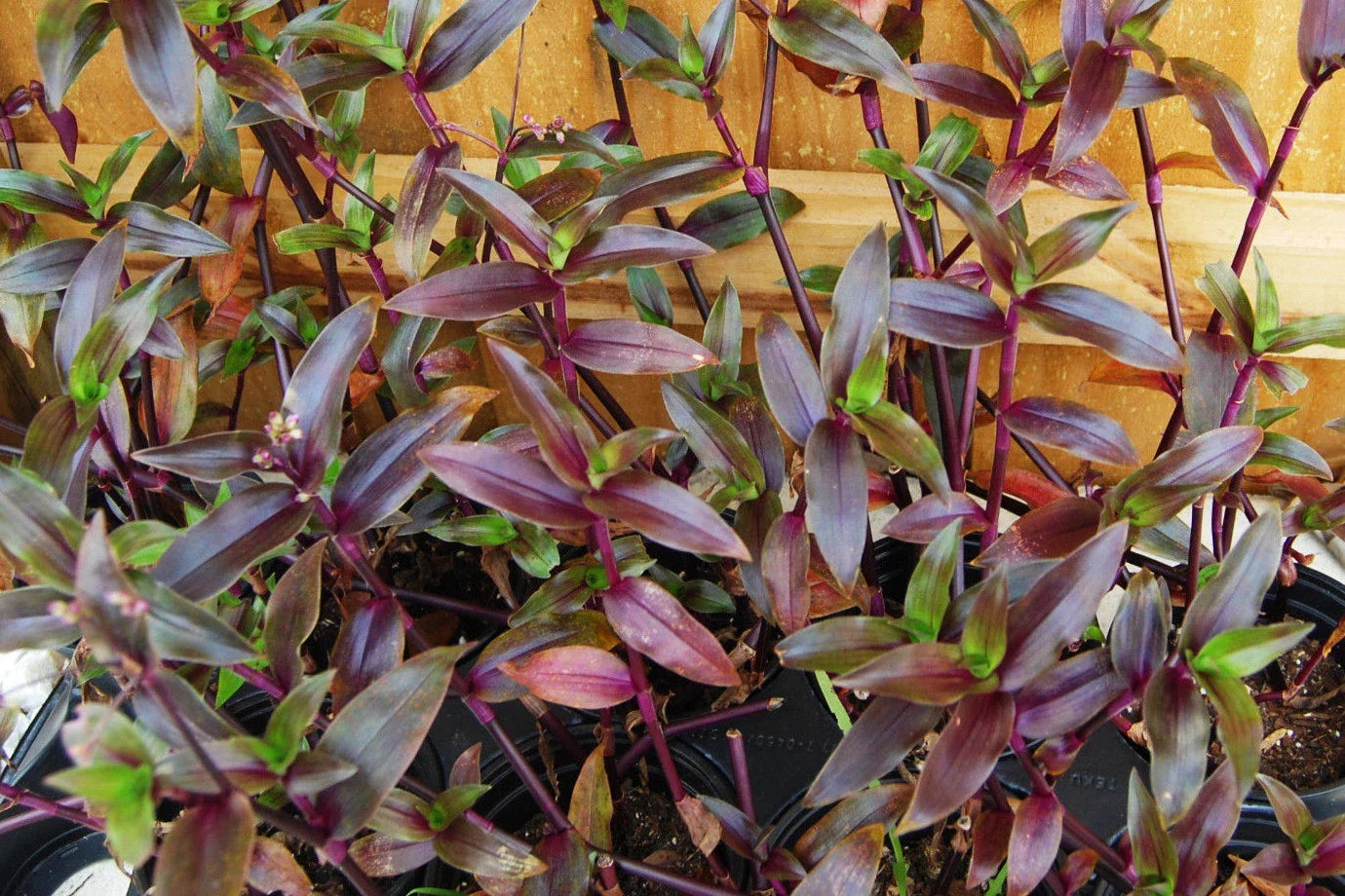 Purple Scimitars Plant - Tripogandra Serrulata - Tradescantia Elongata - Spiderwort - Indoor Houseplant - Easy Care