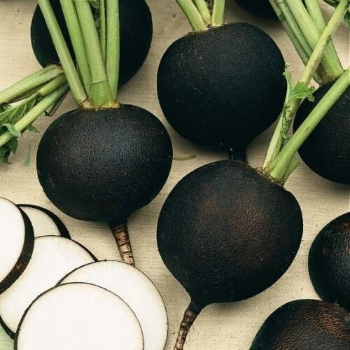 Black Spanish Round Radish Seeds - 200+ Heirloom Organic Non-GMO - Fresh Gardening Supplies