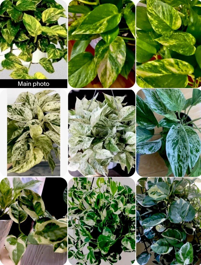 3 Pathos Cuttings - Marble, Golden, N'Joy - No Roots - Epipremnum aureum