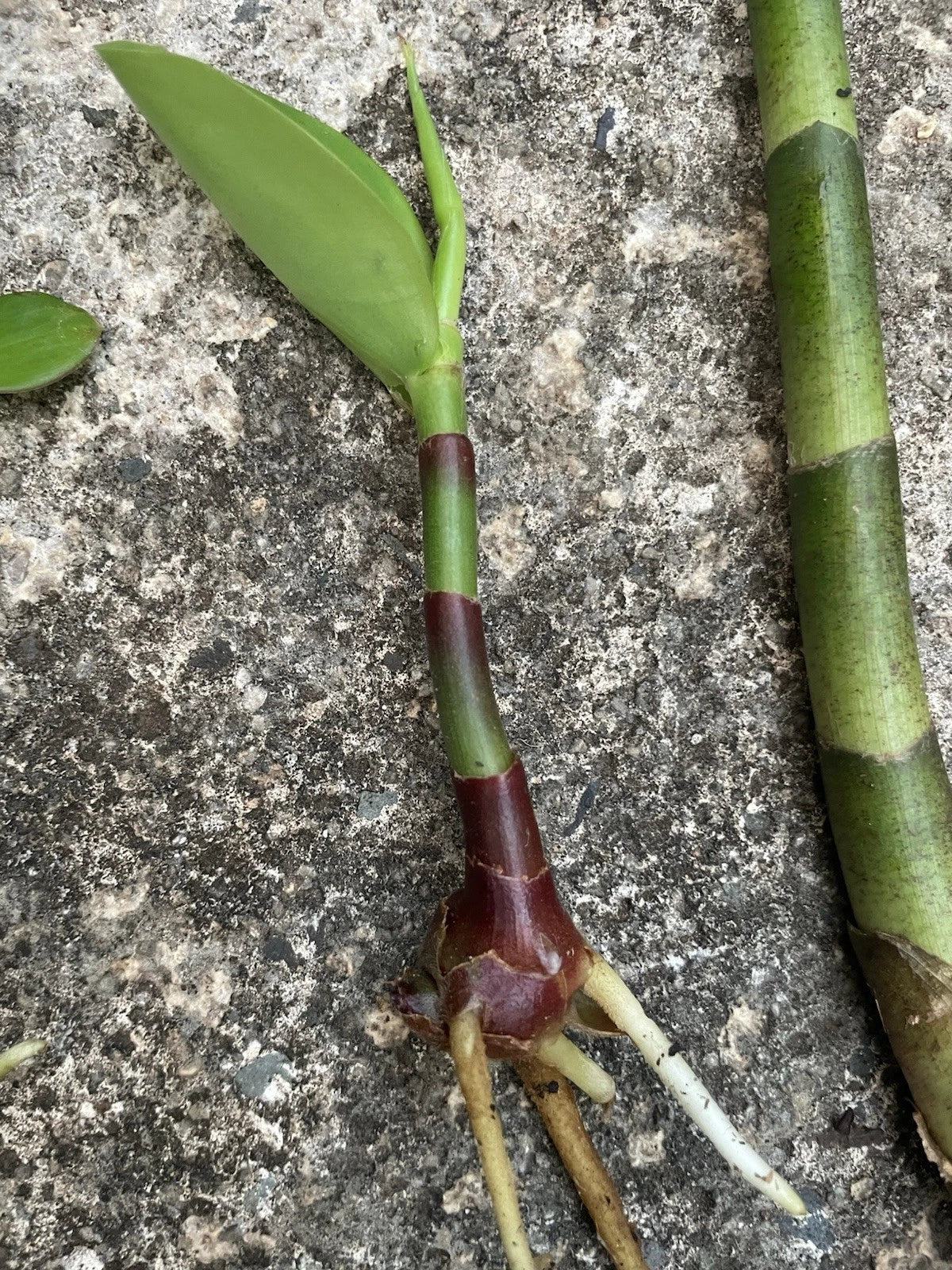Yellow Spiral Ginger Rooted Cutting - Dimerocostus strobilaceus - Hawaiian Grown Tropical Plant