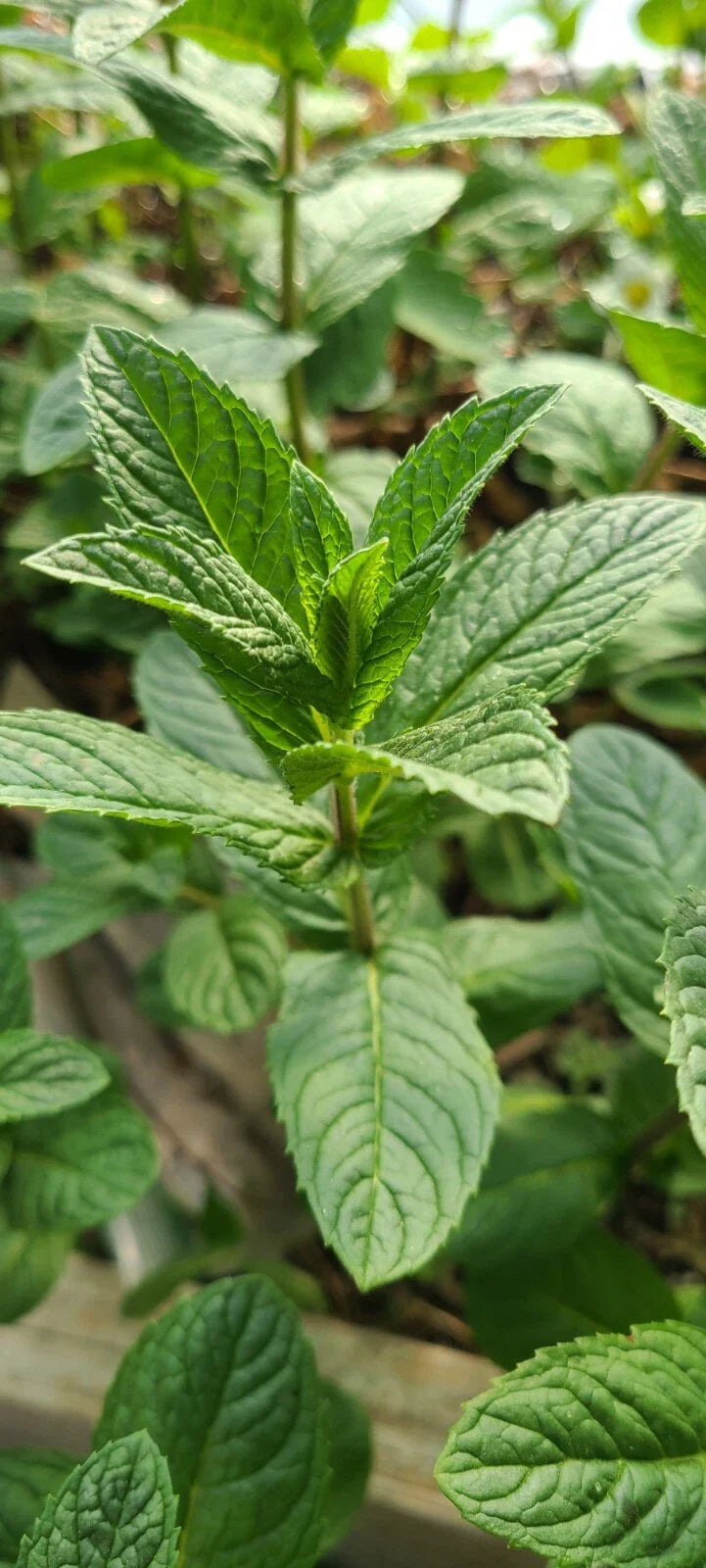 Mjito Mint Plant - 5 Bare Root Live Plants - Mentha x villosa - Fresh Culinary Herb for Garden and Kitchen