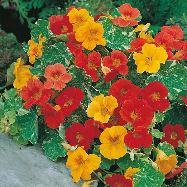 Nasturtium Seeds - Alaska Mix - Heirloom Non-GMO Edible Flowers & Leaves - Tropaeolum majus