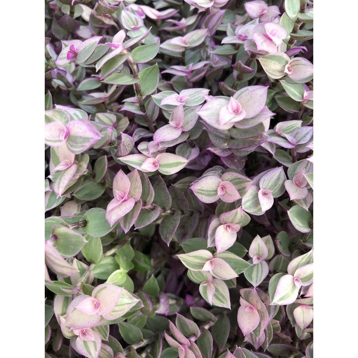 Vibrant Tradescantia Pink Lady Cuttings - 10 Rooted Cuttings for Easy Care House or Office - Tradescantia albiflora