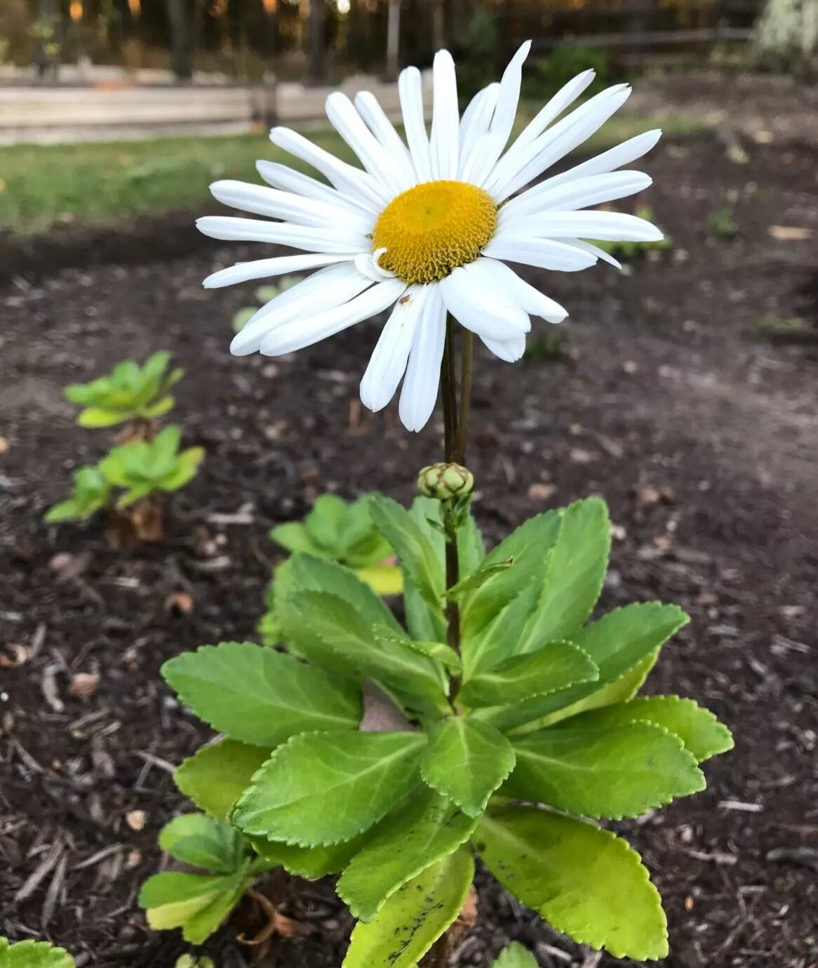 Montauk Nippon Daisy Perennial Live Plant Set of 5 Bare Root 3 Years Old (Leucanthemum × superbum) for Spring Pre-Order