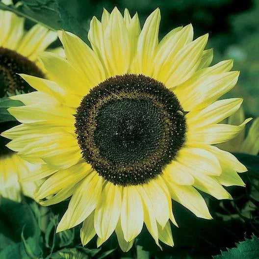 Lemon Queen Sunflower Seeds - 50 Pack - Helianthus annuus - Bright Yellow Blooms for Garden Planting