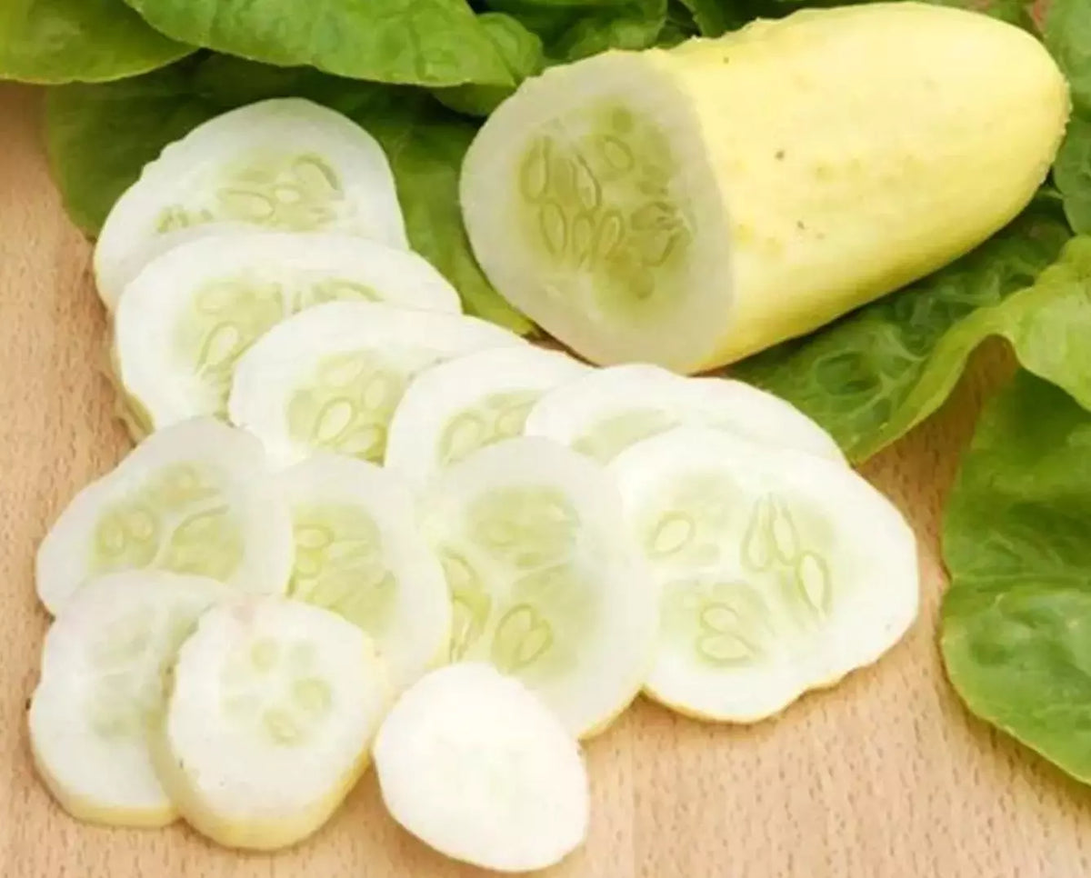 White Wonder Cucumber Seeds - Organic Heirloom, Non-GMO, Rare Variety - 100+ Seeds (Cucumis sativus)