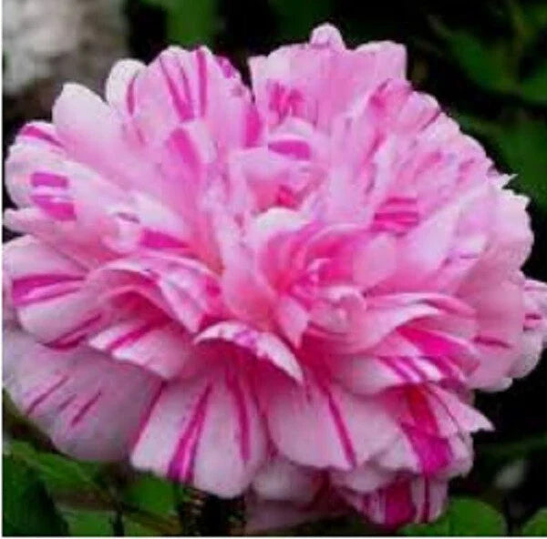 Double Light Pink White Moss Rose Seeds - 100 Perennial Flower Seeds - Portulaca grandiflora - USA Seller