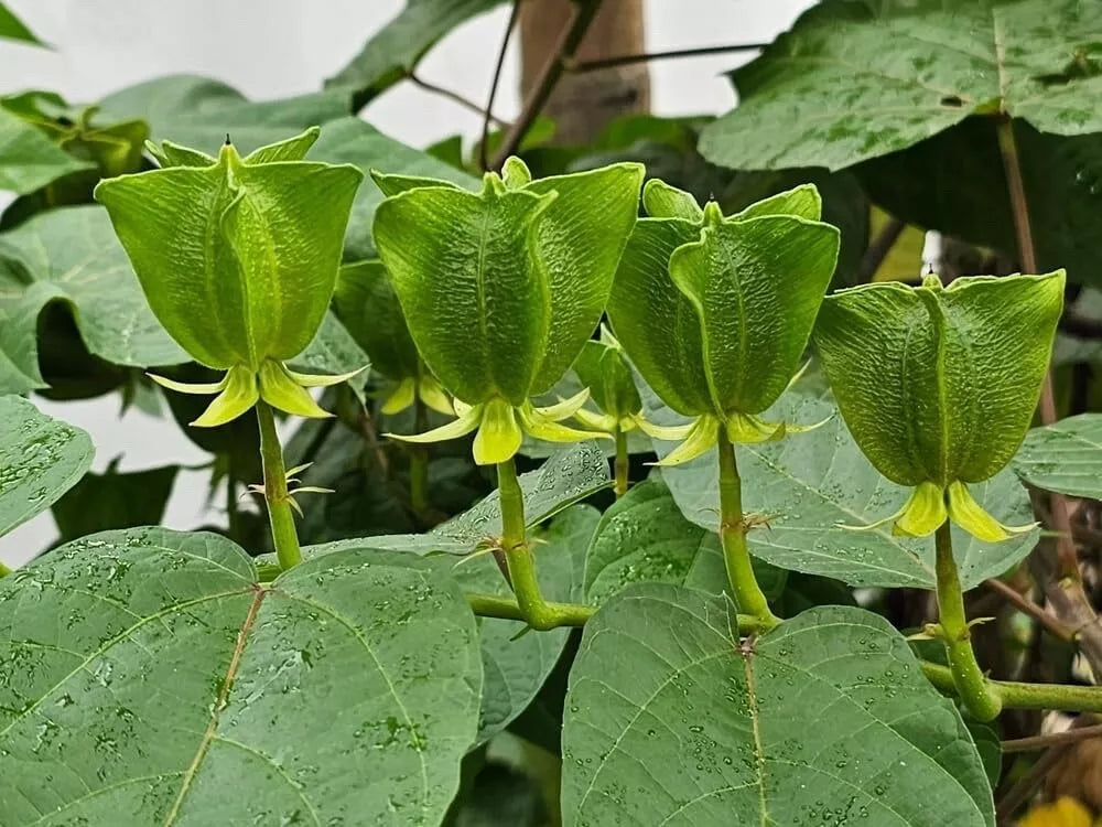 Devils Cotton Seeds for Planting - 30 Pack - Abroma augusta - Rare Flowering Plant Seeds