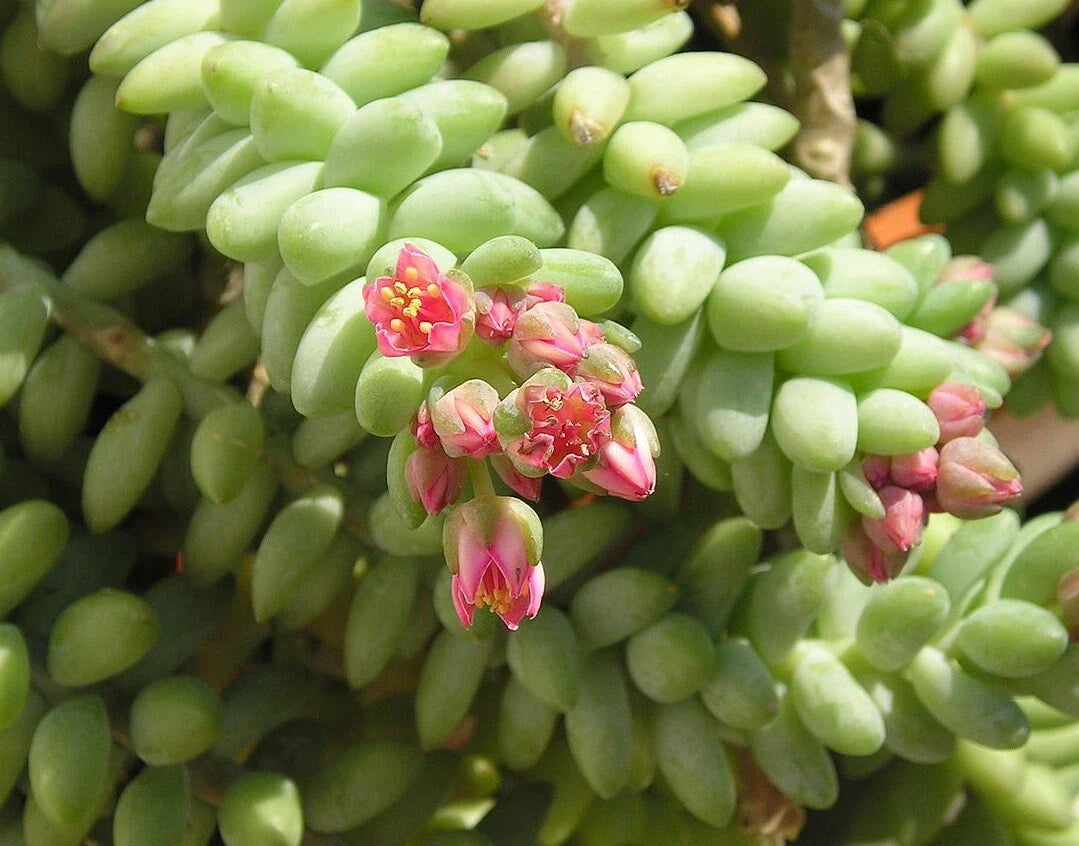 Unrooted 4" Donkey Tail Cutting - Hanging Sedum Morganianum - Succulent Plant Cutting + Free Gift