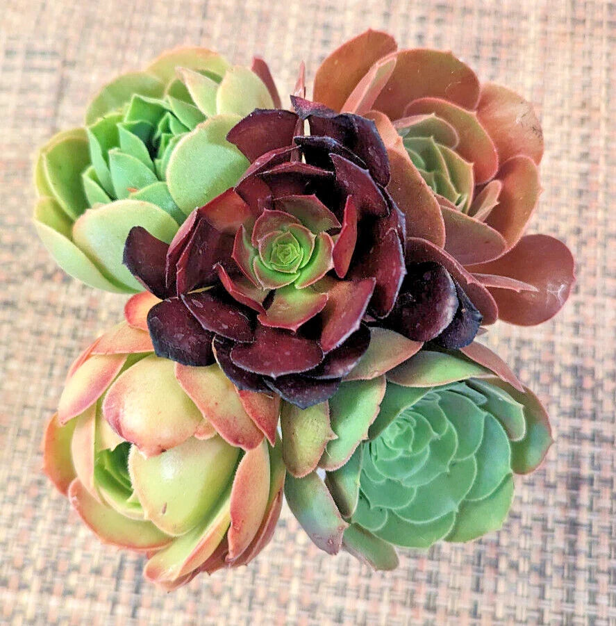 Aeonium Cuttings Set of 5 - 3" Diameter - Succulent Variety - Ideal for Plant Enthusiasts - (Aeonium spp.)