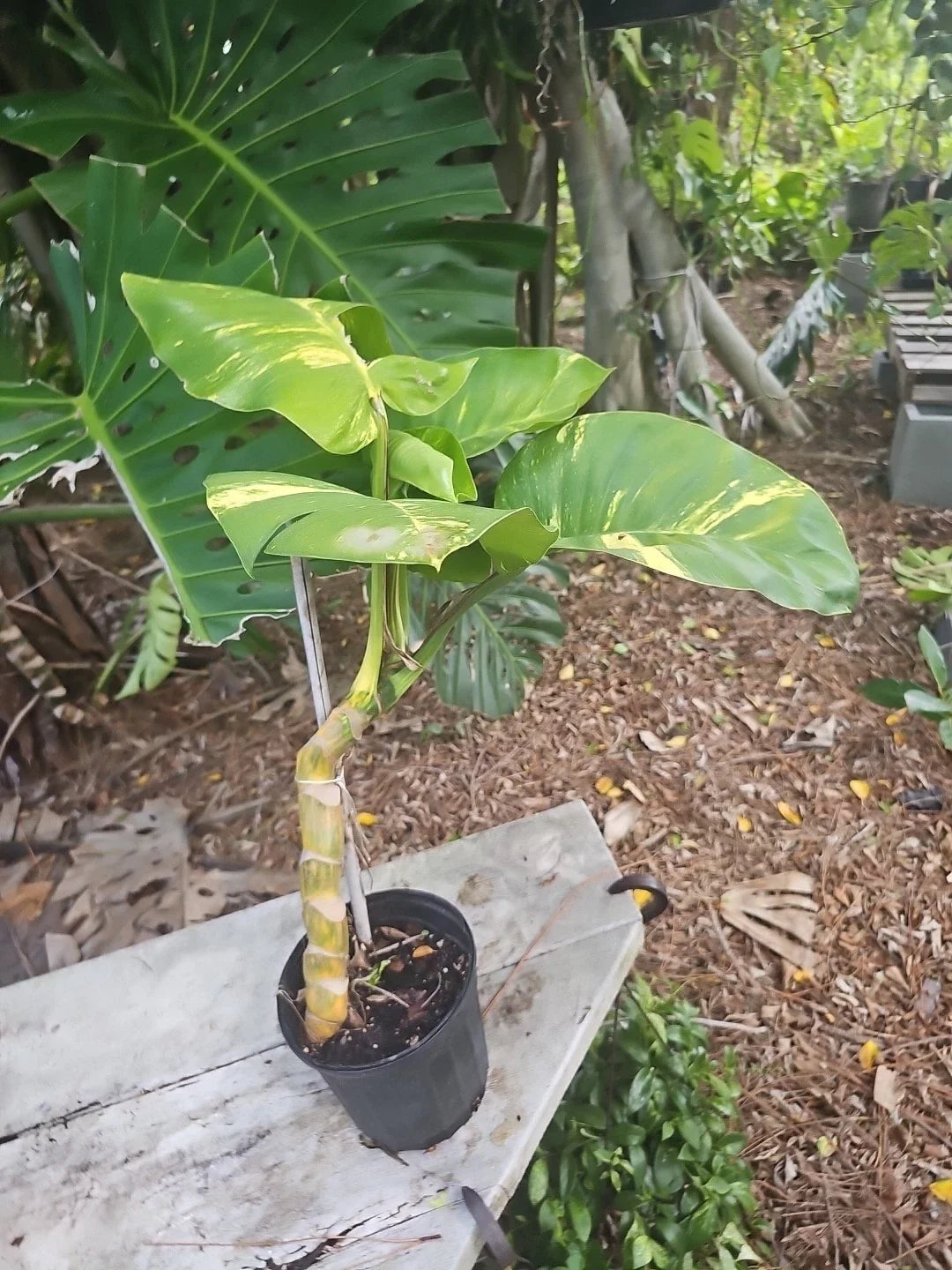 Large Variegated Golden Pothos Plant, Climbing, Hawaiian Style, Epipremnum aureum, Large Trunk, Not Monstera