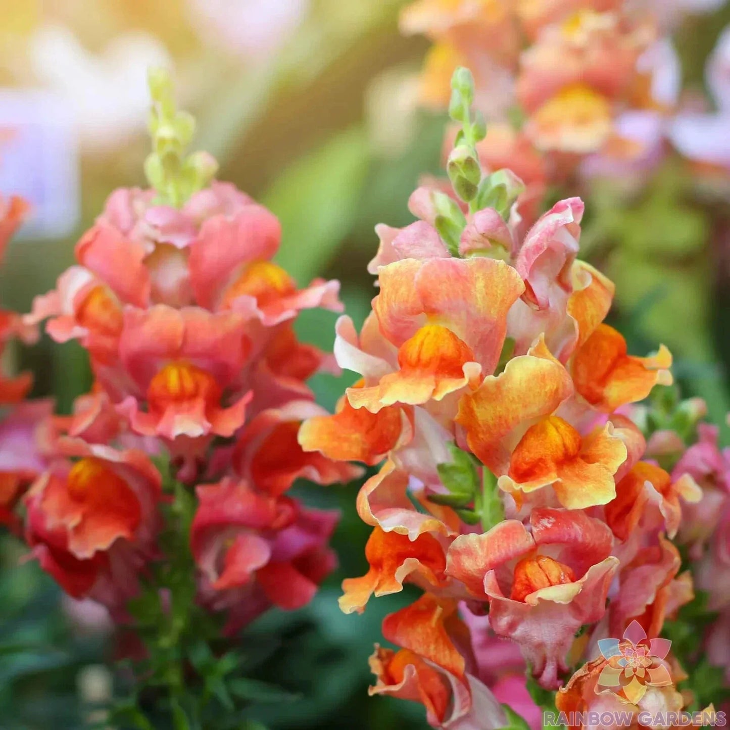 Rocket Bronze Snapdragon Seeds - 1000+ Bulk Pack for Garden Planting - Antirrhinum majus - USA Grown, Free Shipping