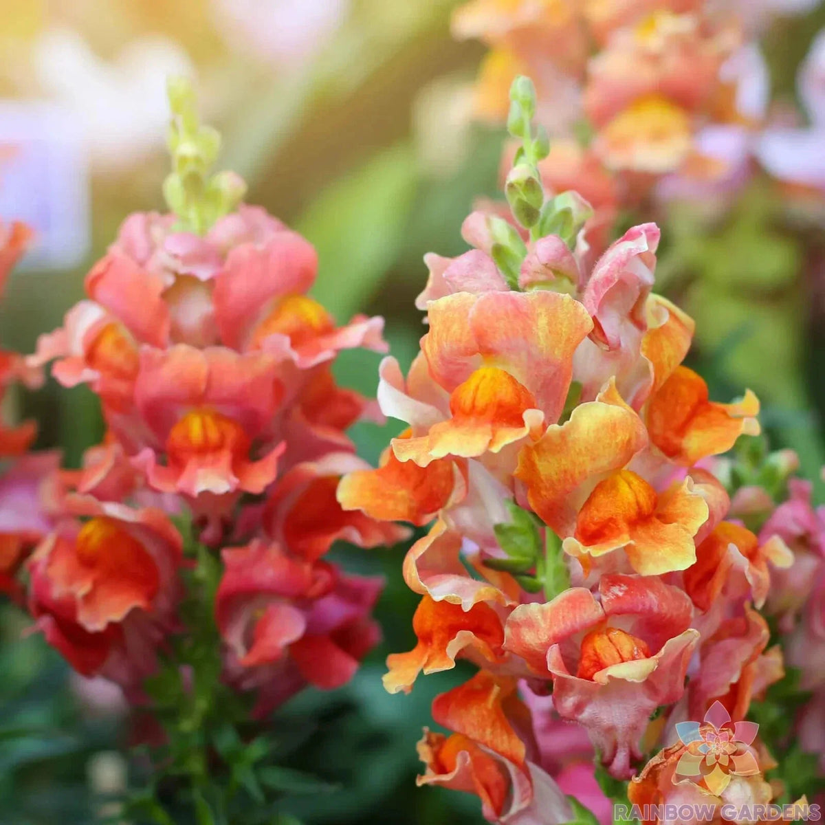Rocket Bronze Snapdragon Seeds - 1000+ Bulk Pack for Garden Planting - Antirrhinum majus - USA Grown, Free Shipping