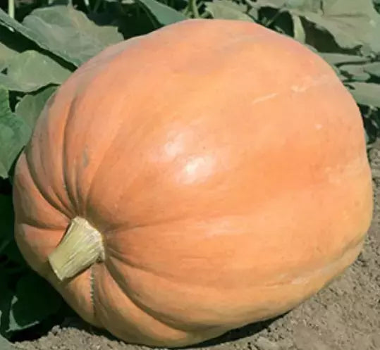 Mammoth Gold Giant Pumpkin Seeds - Heirloom Organic NON-GMO - 10 Seeds - 40-60 lbs Potential Weight