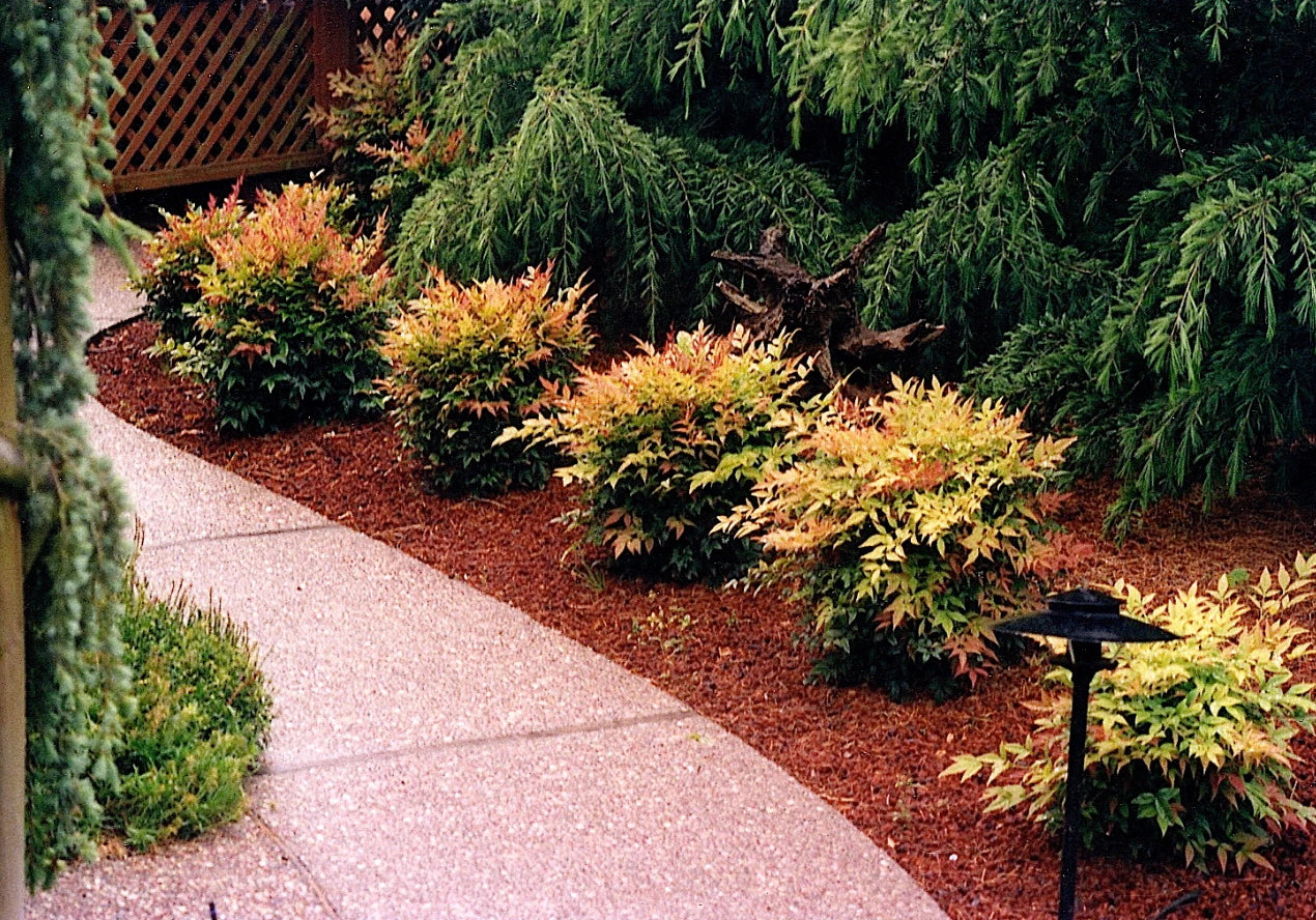 Dwarf Nandina Plants - 2.5" Pots - 10 Live Plants - Nandina domestica