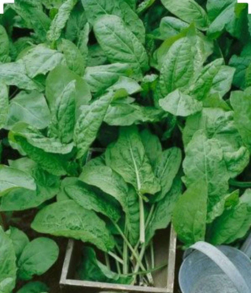 Large Leaf Sorrel Herb Seeds - Non-GMO Organic - 250+ Open Pollinated - Rumex acetosa