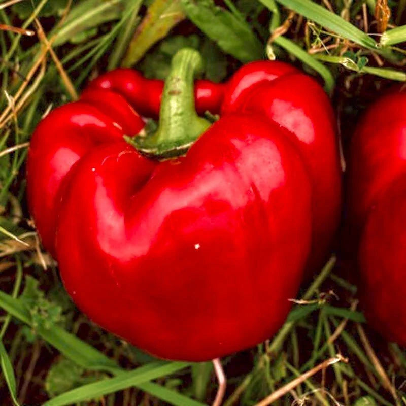 Sweet Big Red Pepper Seeds - 30+ Non-GMO Heirloom Bell Pepper Seeds for Gardening - Capsicum annuum