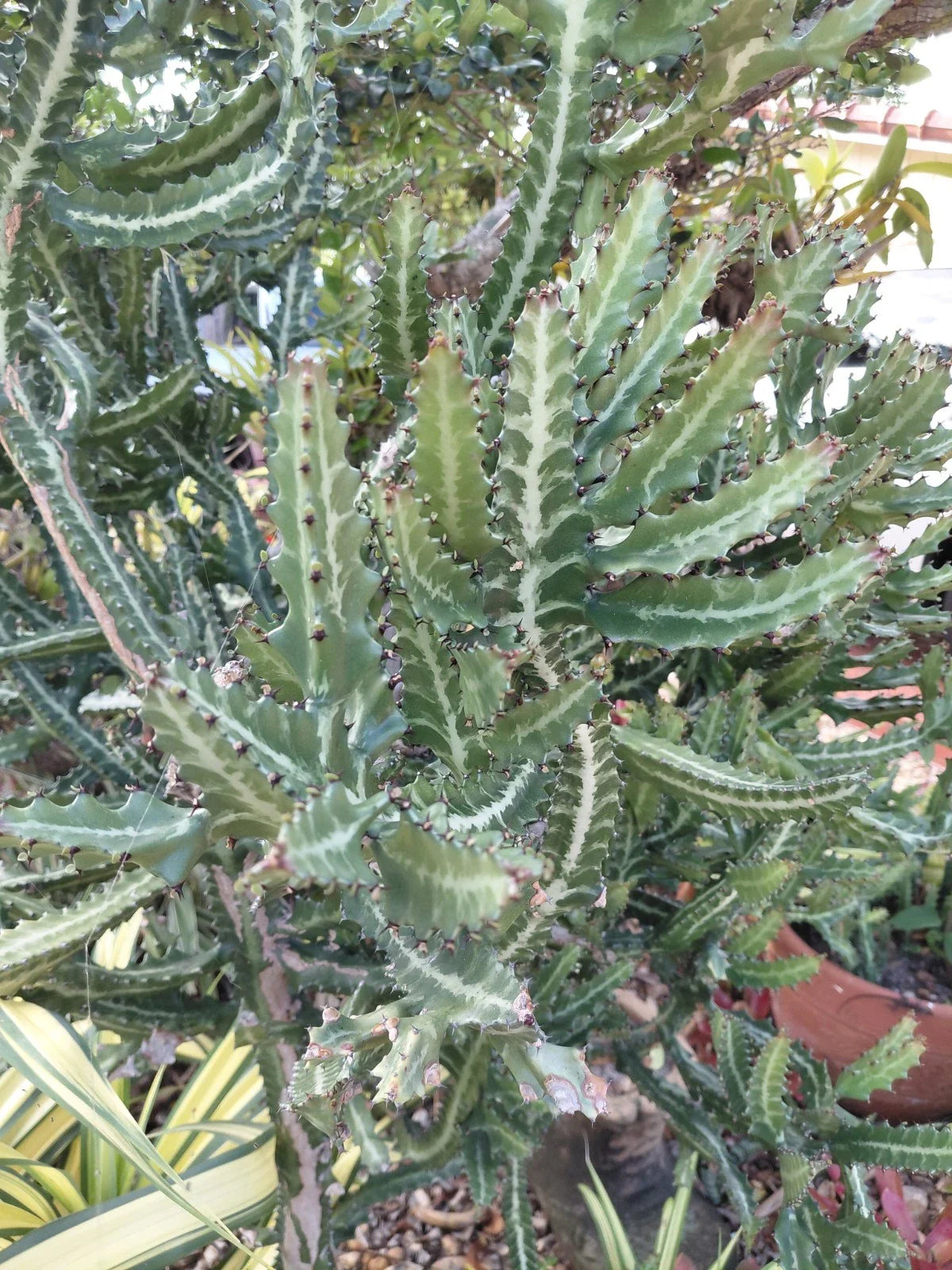 Large Dragon Bones Cactus Plant - Rooted Euphorbia Lactea Candelabra Milk Stripe Variety