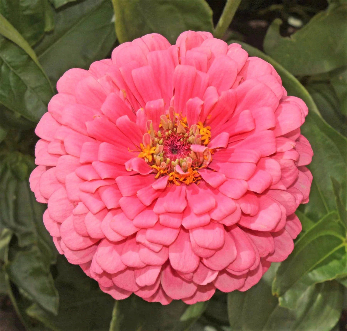 Zinnia Seeds - Non-GMO Giant Hot Pink Flower - Pollinator Friendly - Zinnia elegans